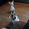 Moomoo joined the competition — help win amazing prizes! dog, indoor, wooden_floor, brown_dog, black_and_white_dog, pet, sitting, floor, couch, home, animal, canine, companion, relaxing, looking_away, furniture, domestic, cute, small_dog, alert