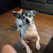 Moomoo joined the competition — help win amazing prizes! dog, indoor, wooden_floor, couch, furniture, ears, pet, animal, curious, leaning, head_tilt, black_and_white_dog, light_brown_dog, sitting, room, shelf, decoration, skull, human_leg, paw