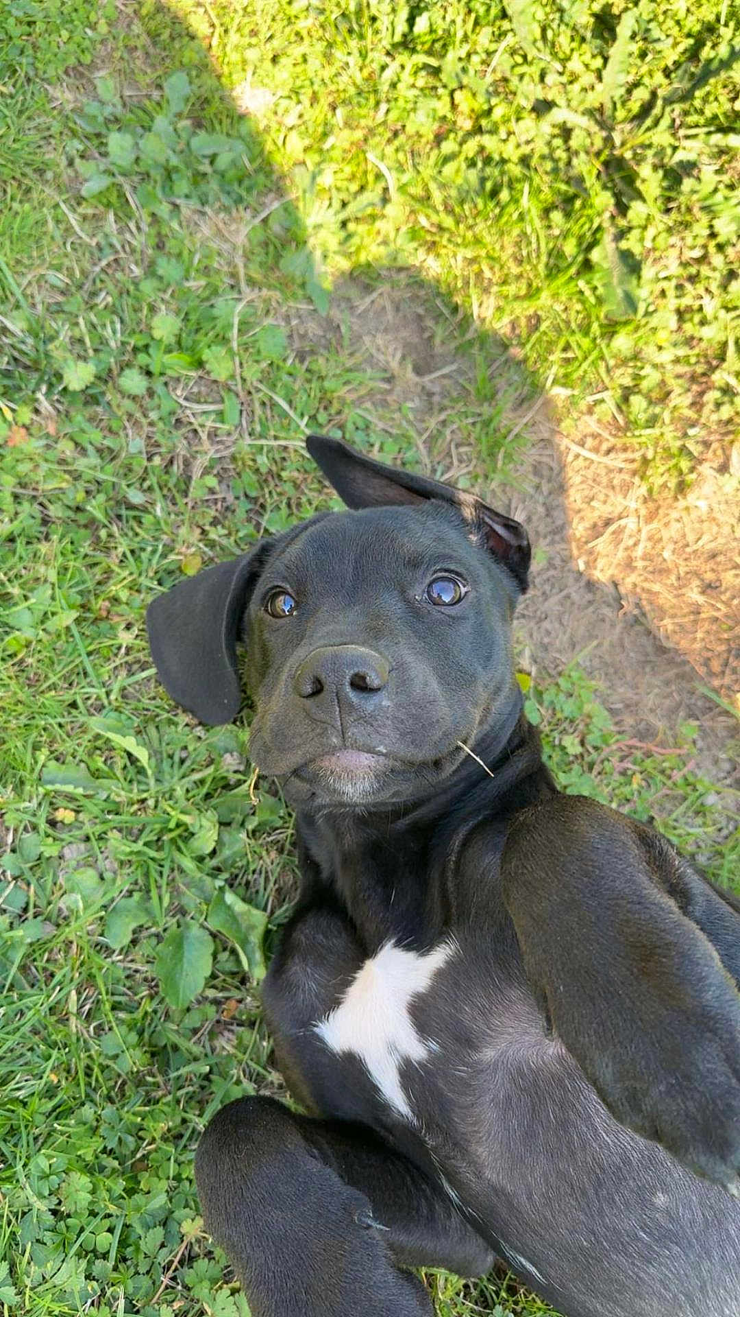 Aïka