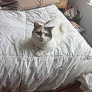 Stella is registered to the contest to win money with this photo: cat, calico_cat, bed, white_bedding, comforter, pillow, blanket, indoor, loaf_pose, green_eyes, fur, pet, cozy, bedroom, nightstand, window_light, home, sitting, cute, relaxed