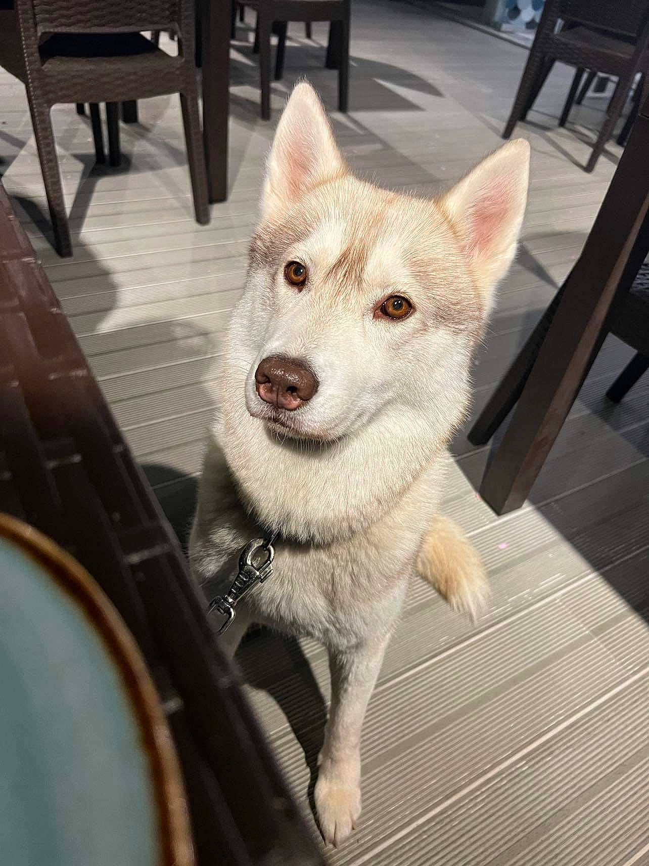 Bella participe au concours pour gagner de l'argent avec cette photo : canidae, canis, carnivore, chair, companion_dog, dog, dog_breed, fawn, flooring, fur, hardwood, metal, photograph, snapshot, snout, sporting_group, tail, wood, working_animal, working_dog