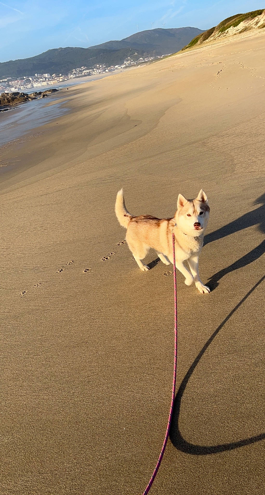 Bella participe au concours pour gagner de l'argent avec cette photo : beach, carnivore, collar, companion_dog, dog, dog_breed, dog_collar, fashion_accessory, fawn, landscape, leash, pet_supply, sand, shadow, sidewalk, sporting_group, tail, vertebrate, water, working_animal