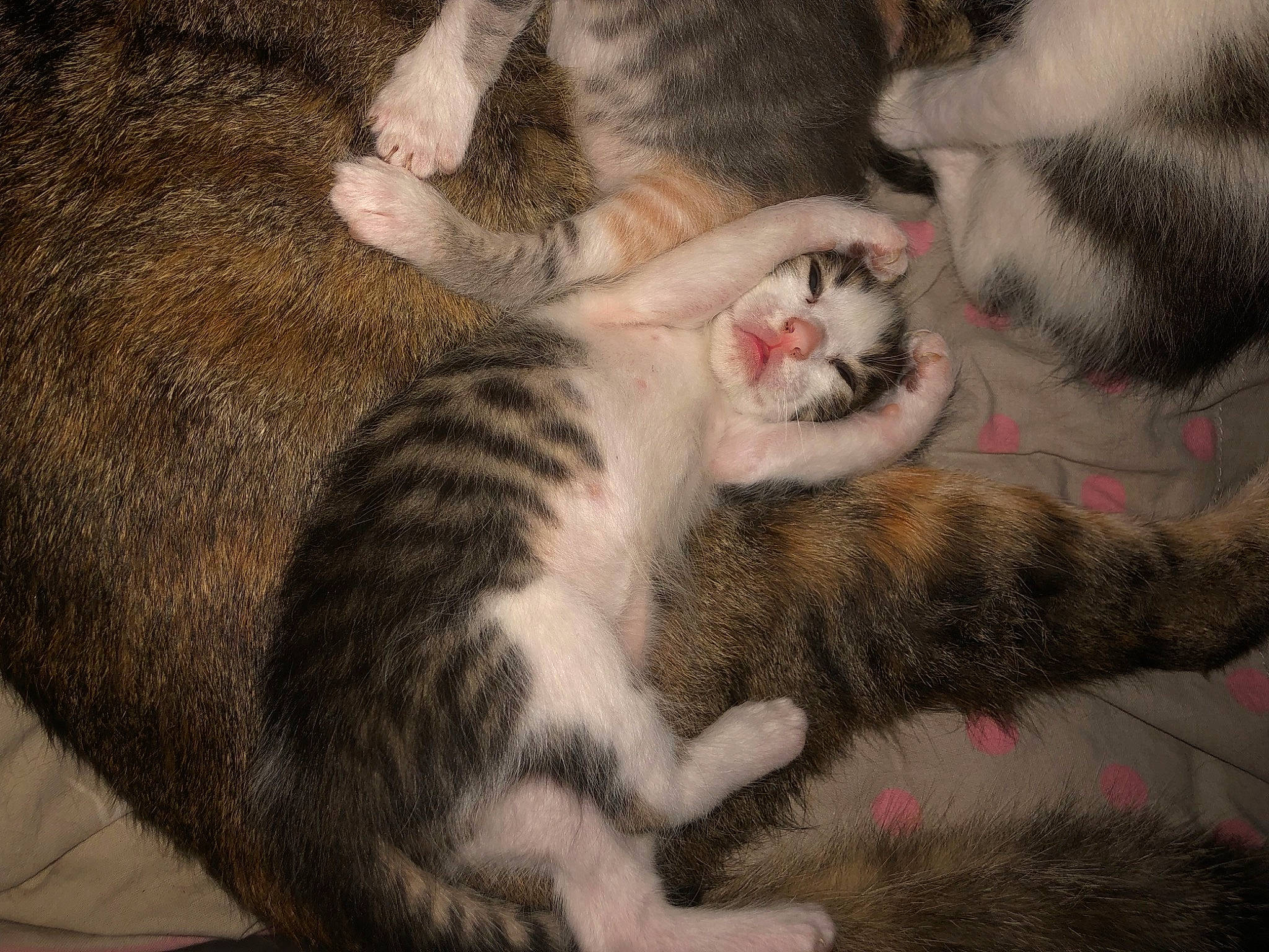 Yumi a rejoint le concours — aidez-le/la à gagner de superbes lots ! carnivore, cat, claw, comfort, domestic_short_haired_cat, felidae, fur, grey, nap, paw, photo_caption, small_to_medium_sized_cats, snout, tail, whiskers