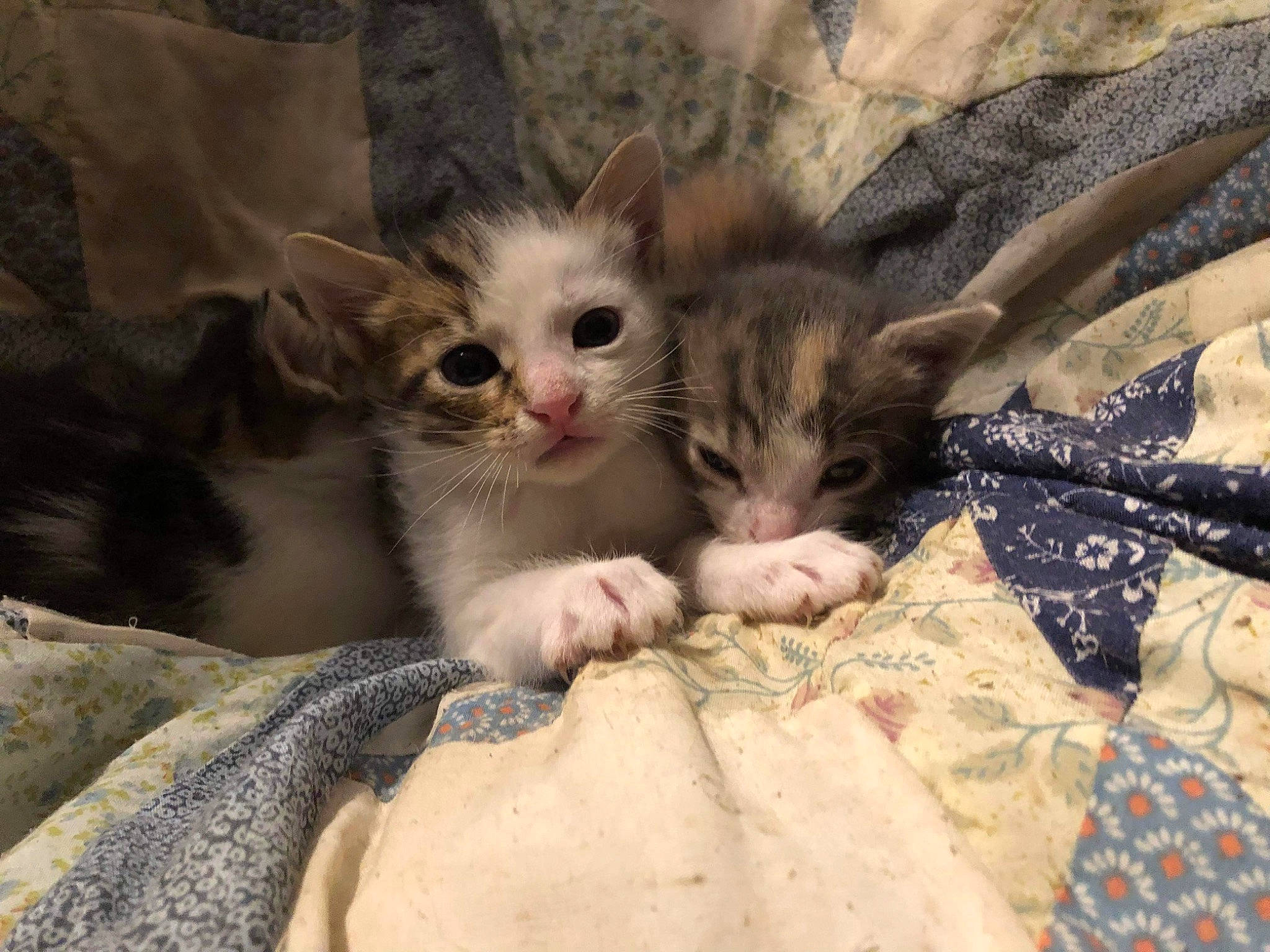 Brooklyn a rejoint le concours — aidez-le/la à gagner de superbes lots ! bed, carnivore, cat, claw, comfort, domestic_short_haired_cat, eye, fawn, felidae, fur, linens, nap, pattern, paw, plant, small_to_medium_sized_cats, tail, whiskers, wood