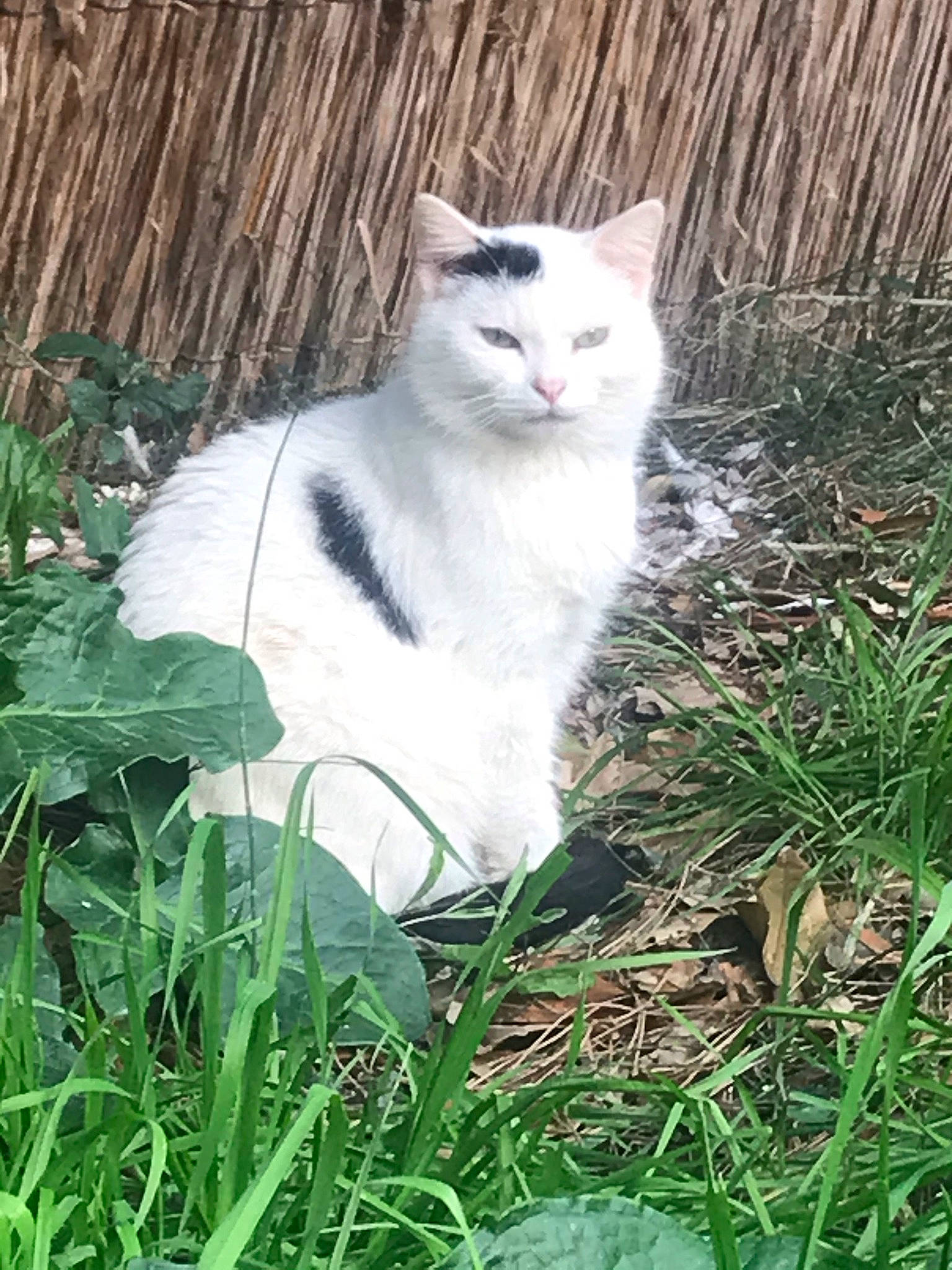 Domino participe au concours pour gagner de l'argent avec cette photo : carnivore, cat, eye, fawn, felidae, fur, grass, grass_family, groundcover, iris, lawn, plant, small_to_medium_sized_cats, snout, tail, terrestrial_animal, terrestrial_plant, tree, whiskers, wood