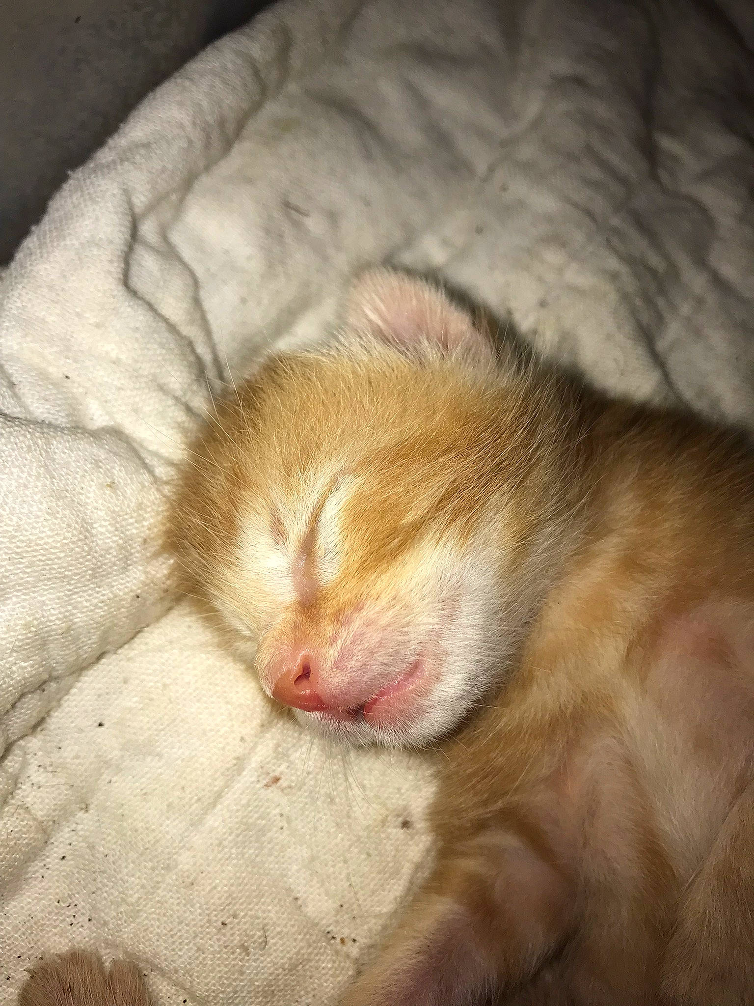 Yumi participe au concours pour gagner de l'argent avec cette photo : carnivore, cat, claw, comfort, domestic_short_haired_cat, fawn, felidae, fur, nap, paw, sleep, small_to_medium_sized_cats, snout, tail, terrestrial_animal, whiskers