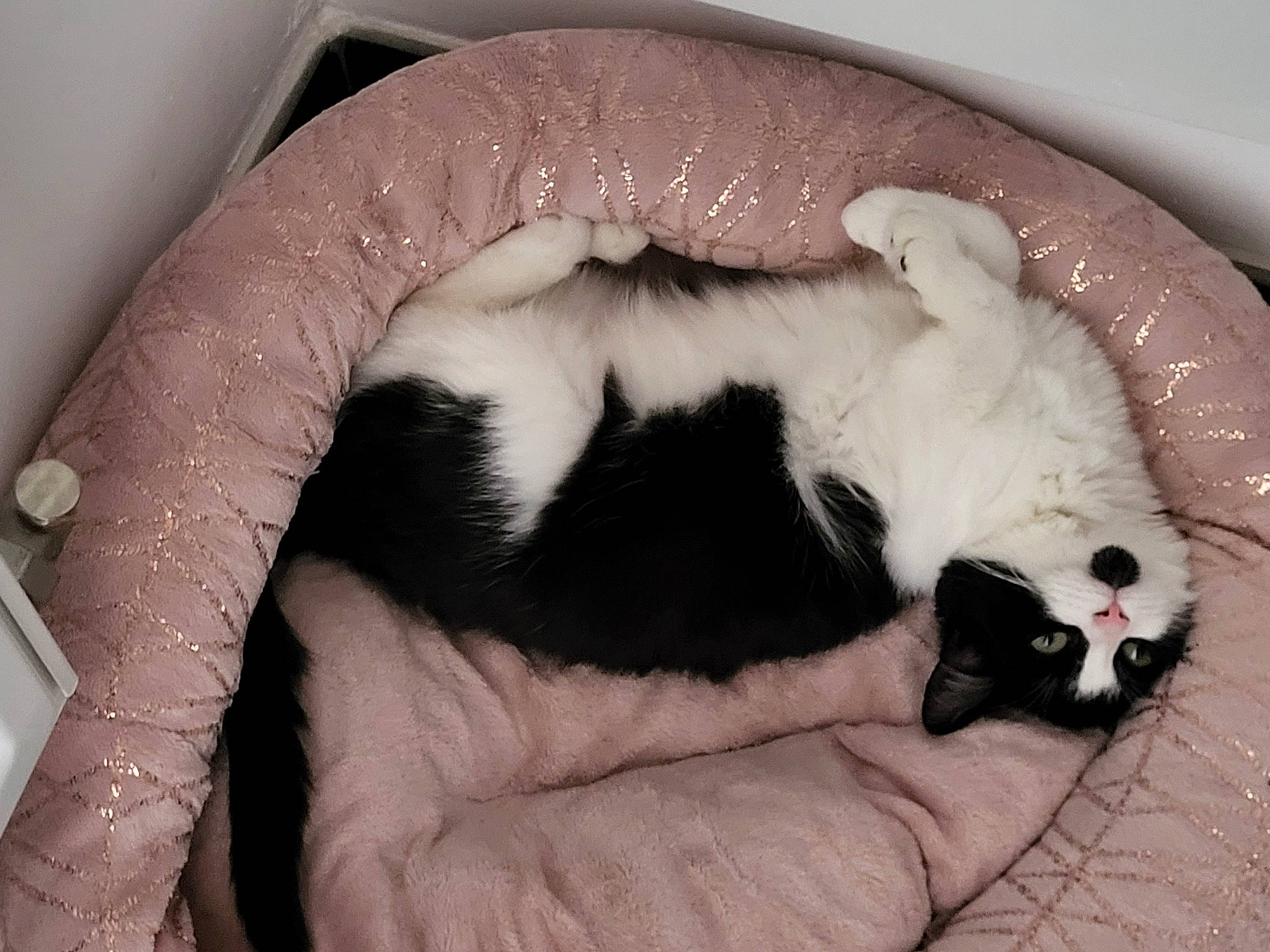 Aya participe au concours pour gagner de l'argent avec cette photo : canidae, carnivore, cat, cat_bed, cat_supply, claw, comfort, companion_dog, dog_breed, domestic_short_haired_cat, felidae, fur, nap, paw, small_to_medium_sized_cats, sporting_group, tail, terrestrial_animal, whiskers