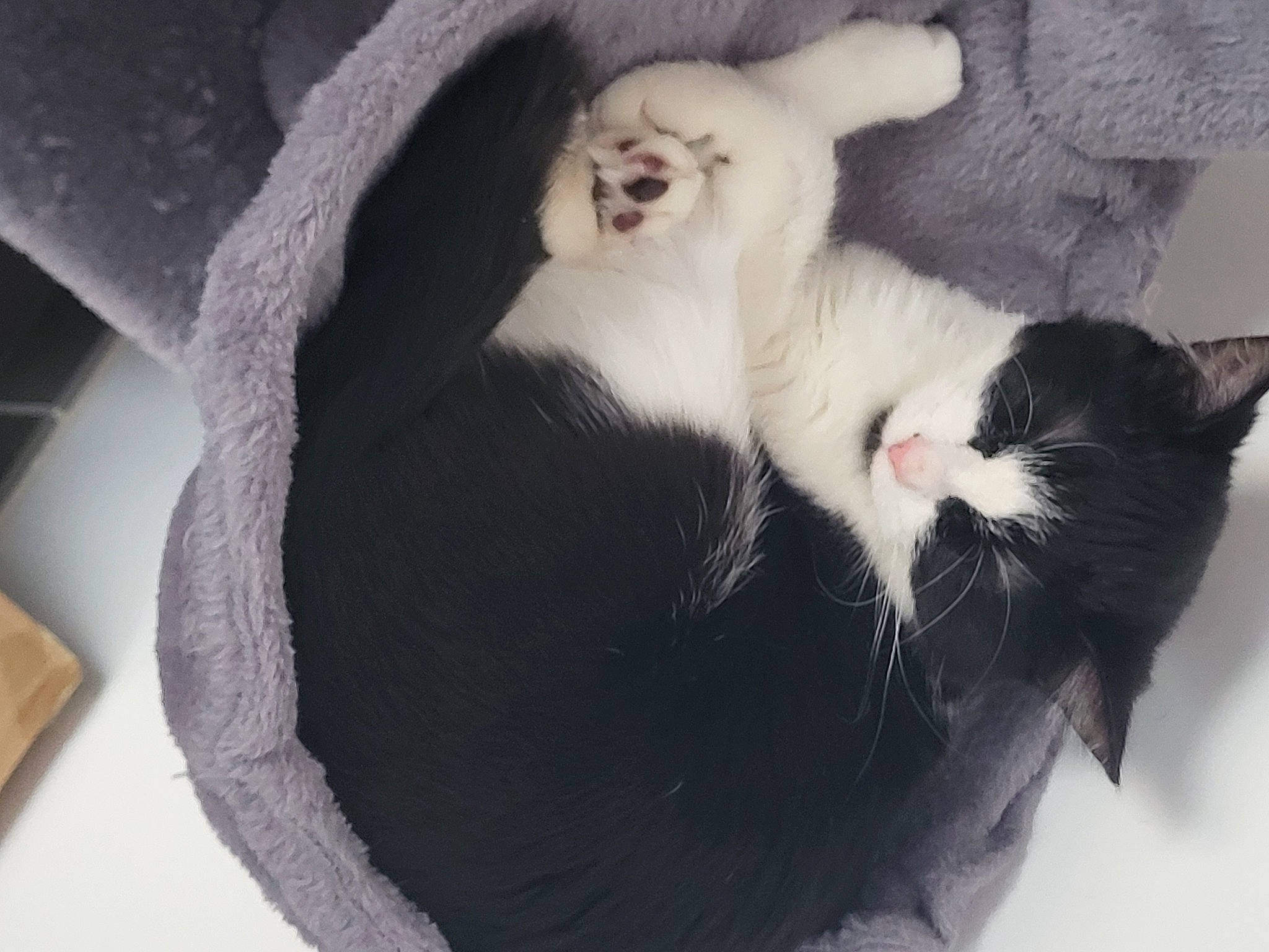 Aya participe au concours pour gagner de l'argent avec cette photo : canidae, carnivore, cat, cat_bed, cat_supply, claw, comfort, domestic_short_haired_cat, felidae, foot, fur, nap, paw, small_to_medium_sized_cats, snout, tail, whiskers, window