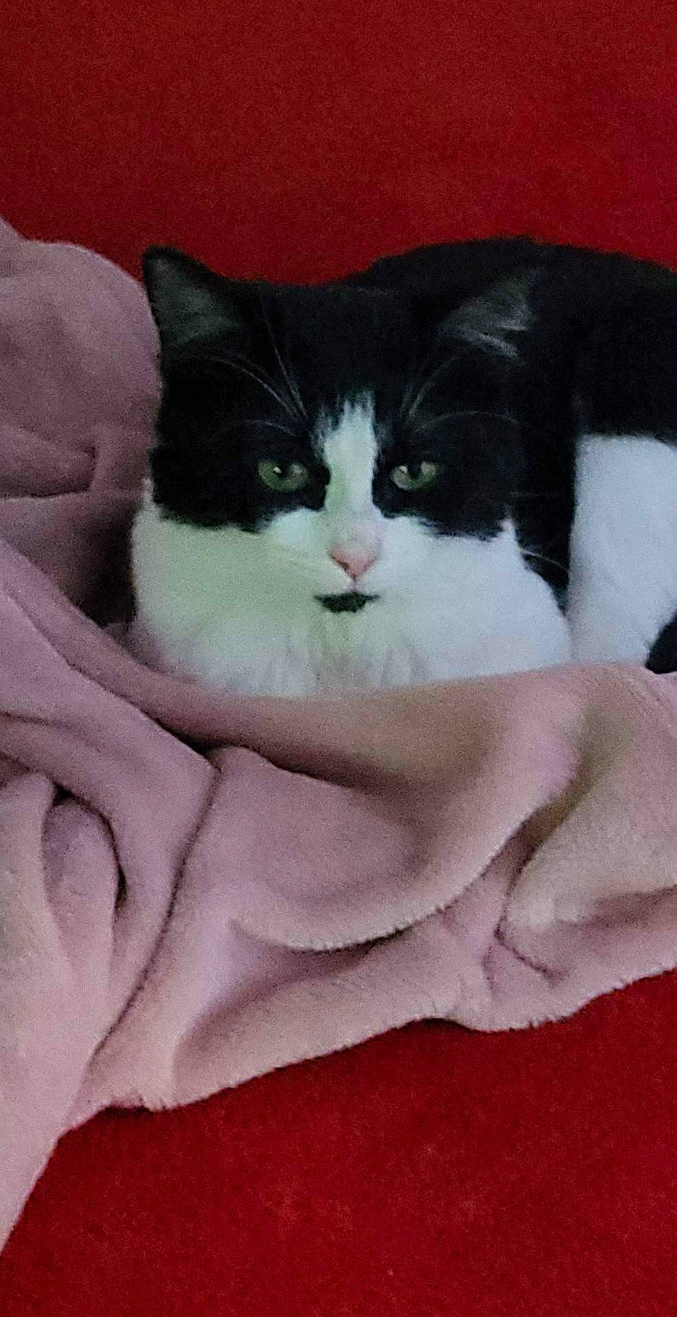 Aya participe au concours pour gagner de l'argent avec cette photo : carmine, carnivore, cat, comfort, domestic_short_haired_cat, felidae, formal_wear, fur, grey, linens, pattern, sitting, sleeve, small_to_medium_sized_cats, snout, tail, terrestrial_animal, textile, whiskers, white