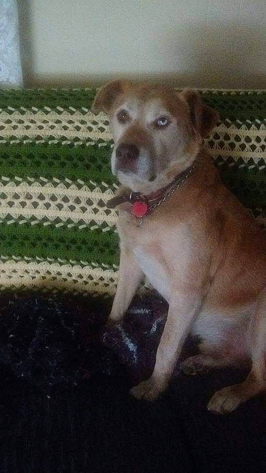 Trinity is registered to the contest to win money with this photo: canidae, carnivore, collar, companion_dog, dog, dog_breed, dog_collar, fawn, fur, gun_dog, liver, non_sporting_group, pet_supply, puppy, sporting_group, street_dog, tail, terrestrial_animal, whiskers, working_animal