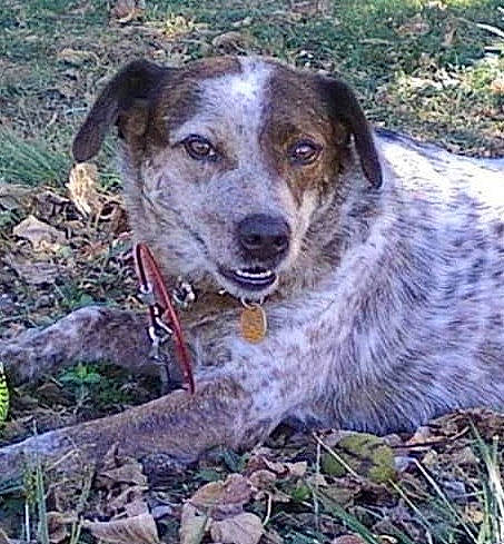 Cody is registered to the contest to win money with this photo: australian_cattle_dog, canidae, carnivore, companion_dog, dog, dog_breed, fawn, grass, herding_dog, hunting_dog, plant, sporting_group, street_dog, terrestrial_animal, whiskers, working_animal, working_dog