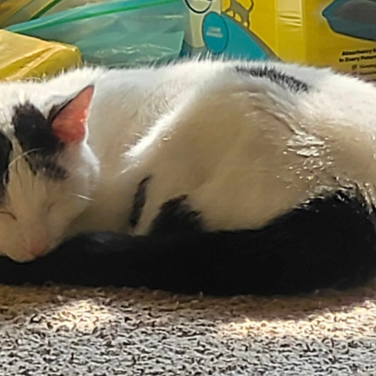 Oreo