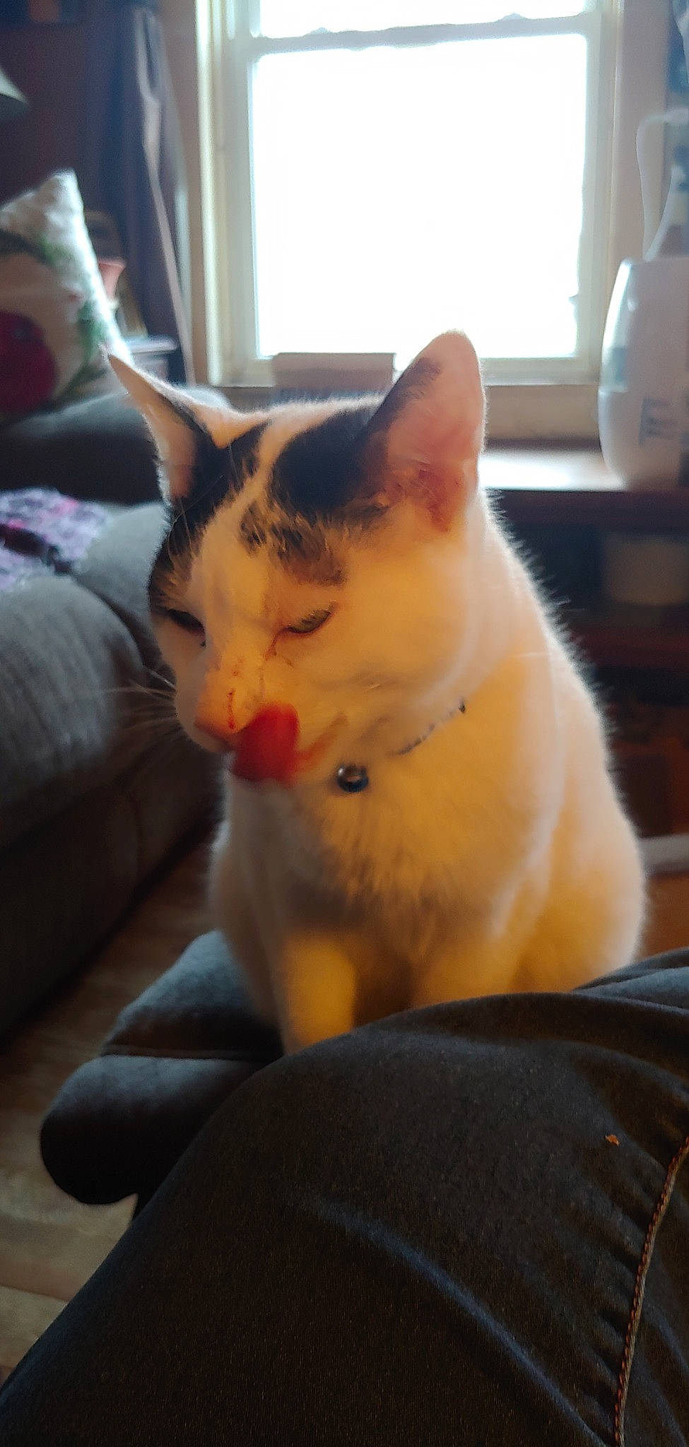 Oreo joined the competition — help win amazing prizes! carnivore, cat, comfort, domestic_short_haired_cat, eye, fawn, felidae, foot, fur, paw, sitting, small_to_medium_sized_cats, snout, tail, whiskers, window