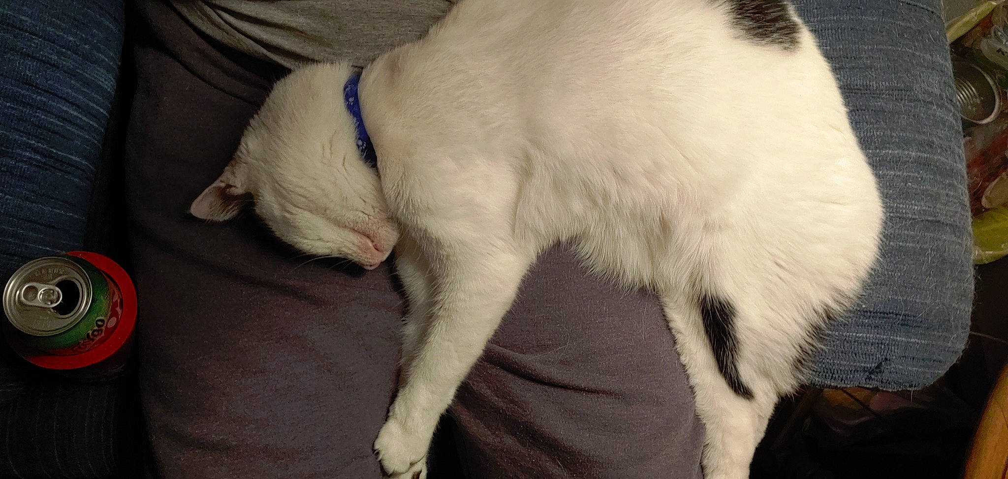 Oreo joined the competition — help win amazing prizes! canidae, carnivore, cat, claw, collar, comfort, companion_dog, dog, dog_breed, fawn, felidae, fur, paw, pet_supply, small_to_medium_sized_cats, snout, sporting_group, tail, whiskers, working_animal