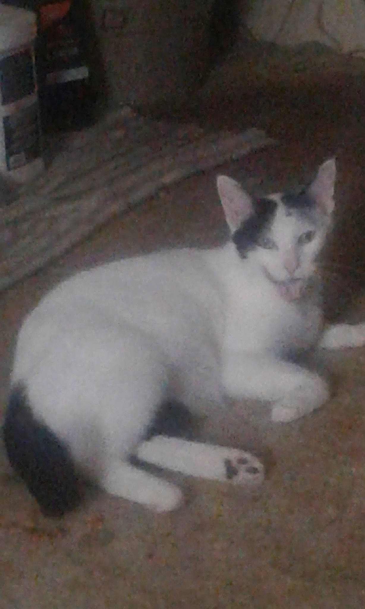 Oreo is registered to the contest to win money with this photo: carnivore, cat, domestic_short_haired_cat, eye, felidae, flooring, fur, hardwood, paw, small_to_medium_sized_cats, tail, whiskers