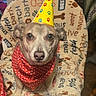 dog, party_hat, bandana, polka_dot, chair, blanket, dog_themed, indoor, pet, cute, animal, portrait, brown_dog, canine, celebration, close_up, face, looking_at_camera, furniture, home