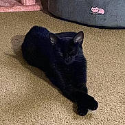 Baby Kitty joined the competition — help win amazing prizes! black_cat, cat, pet, feline, indoor, carpet, floor, lounging, lying_down, crossed_paws, relaxed, sleepy, animal, whiskers, ears, tail, pet_bed, scratching_post, home, cozy