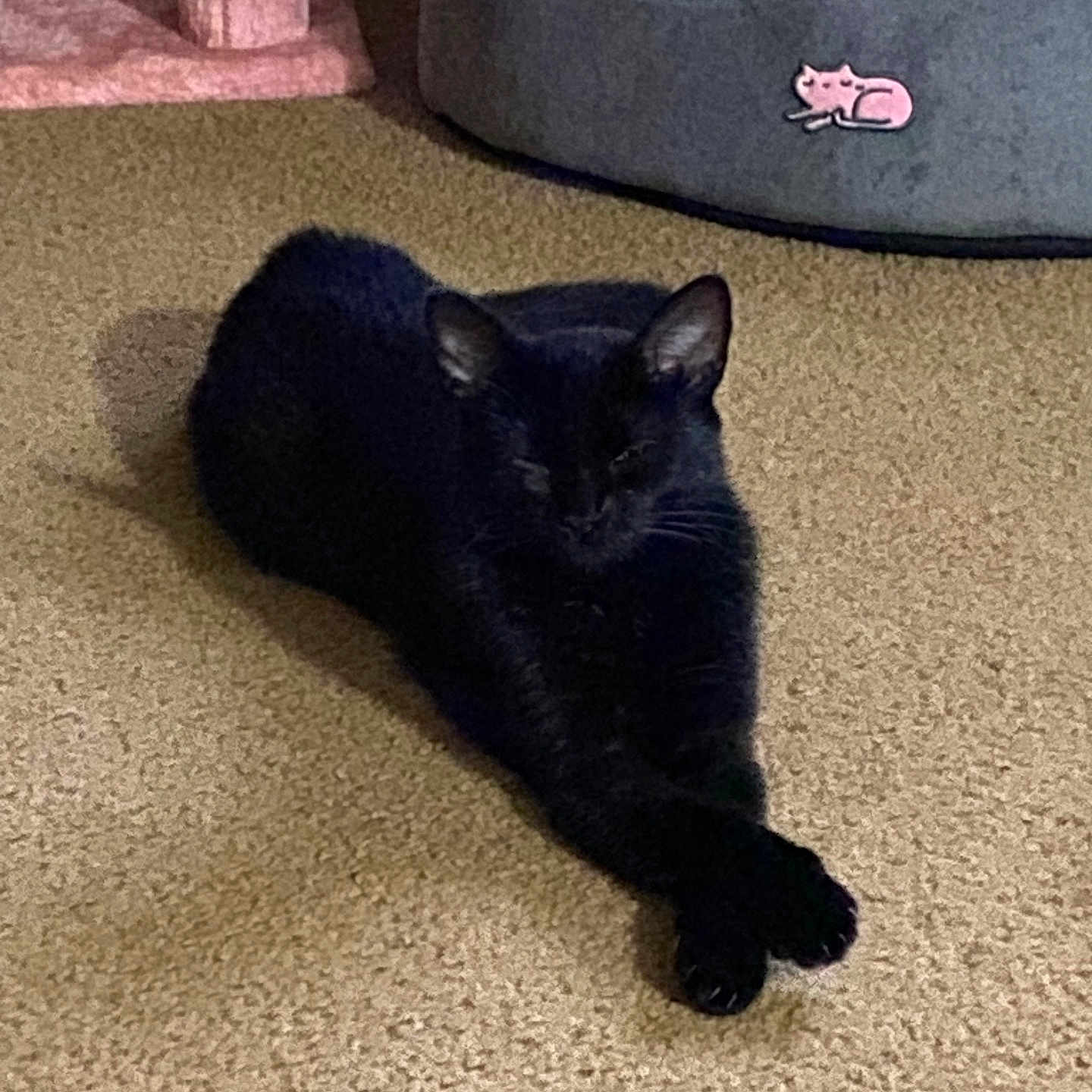 Baby Kitty joined the competition — help win amazing prizes! black_cat, cat, pet, feline, indoor, carpet, floor, lounging, lying_down, crossed_paws, relaxed, sleepy, animal, whiskers, ears, tail, pet_bed, scratching_post, home, cozy