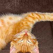 Princess joined the competition — help win amazing prizes! cat, close_up, couch, cute, ears, feline, fur, ginger, indoor, kitten, orange_tabby, pet, pink_nose, portrait, relaxed, sleeping, striped, tail, upside_down, whiskers