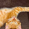 cat, close_up, couch, cute, ears, feline, fur, ginger, indoor, kitten, orange_tabby, pet, pink_nose, portrait, relaxed, sleeping, striped, tail, upside_down, whiskers
