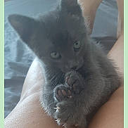 Elsa is registered to the contest to win money with this photo: animal, bed, cat, claws, closeup, cozy, cute, cute_animal, furry, gray, holding, indoor, kitten, legs, paw, pet, small, soft, whiskers, young
