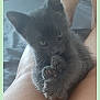 animal, bed, cat, claws, closeup, cozy, cute, cute_animal, furry, gray, holding, indoor, kitten, legs, paw, pet, small, soft, whiskers, young