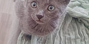 Elsa joined the competition — help win amazing prizes! adorable, animal, blanket, comfort, couch, curious, cute, ears, feline, fur, gray_cat, home, indoor, kitten, looking_up, pet, small, soft_texture, whiskers, young