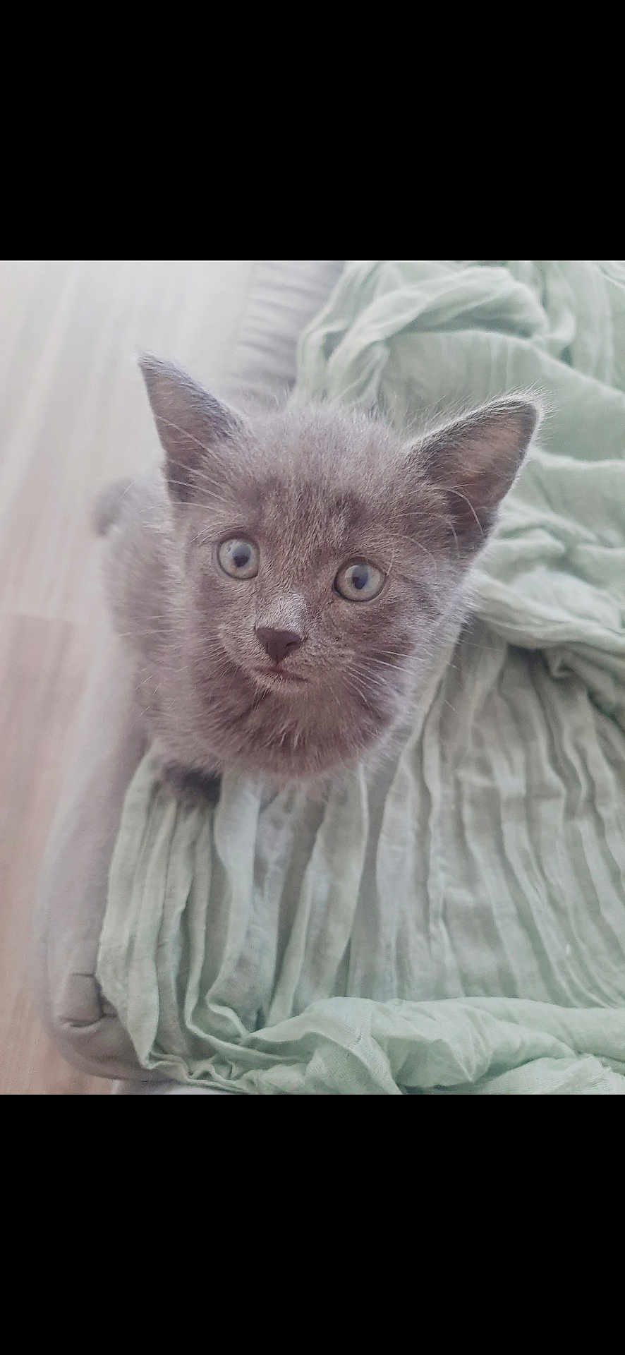 Elsa