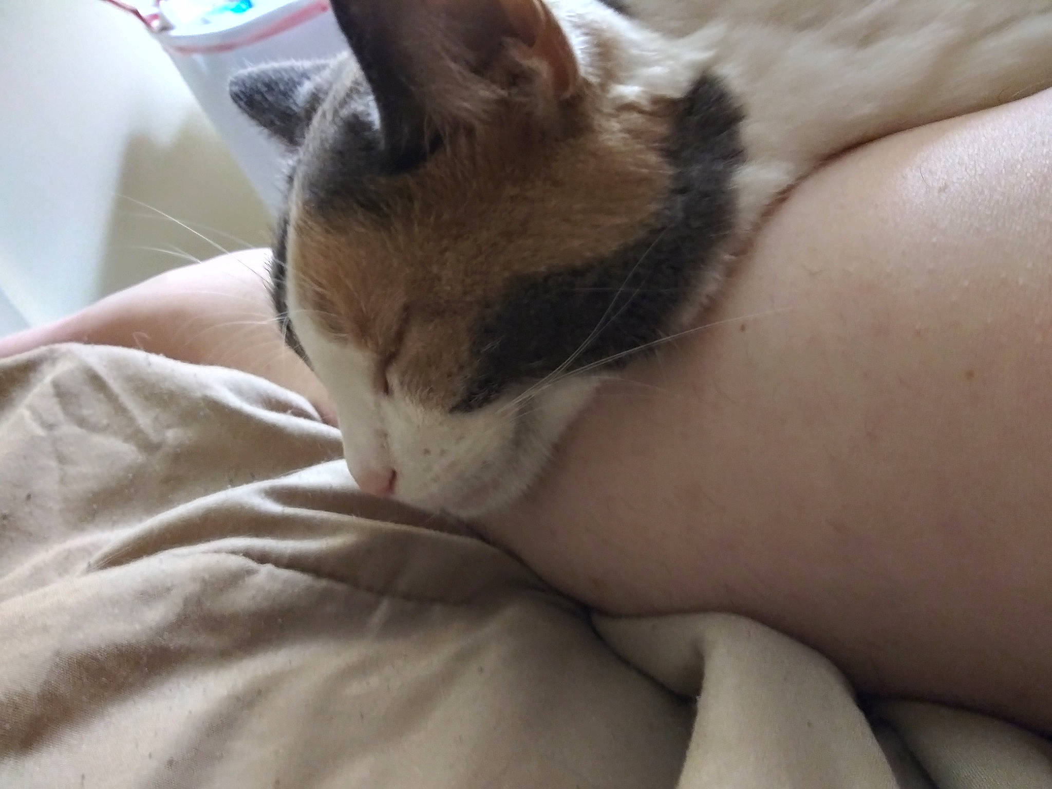 Snowball is registered to the contest to win money with this photo: carnivore, cat, claw, comfort, domestic_short_haired_cat, ear, elbow, fawn, felidae, flesh, fur, head, human_leg, linens, nail, nap, paw, small_to_medium_sized_cats, snout, whiskers