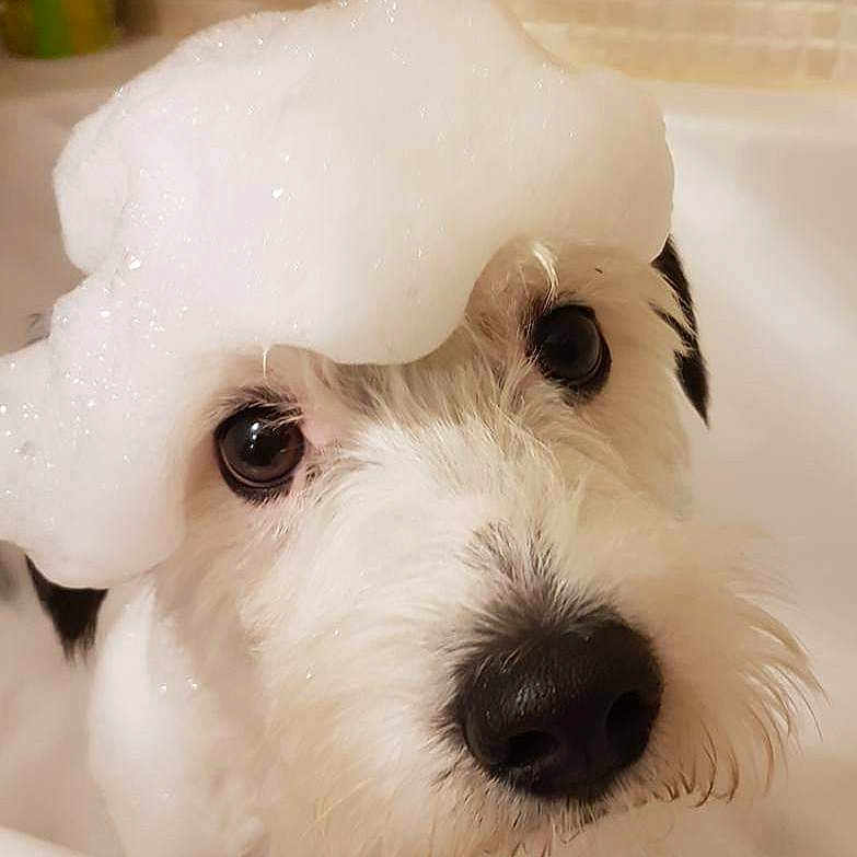 Prince participe au concours pour gagner de l'argent avec cette photo : animal, bath, bubbles, closeup, cute, dog, expression, eyes, face, foam, funny, fur, grooming, indoors, nose, pet, portrait, wet, whiskers, white