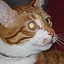 cat, ginger_cat, white_fur, close_up, profile, whiskers, ear, eye_reflection, pet, domestic_animal, feline, curious, animal_portrait, indoor, soft_lighting, fur_texture, muzzle, collar, focus, side_view