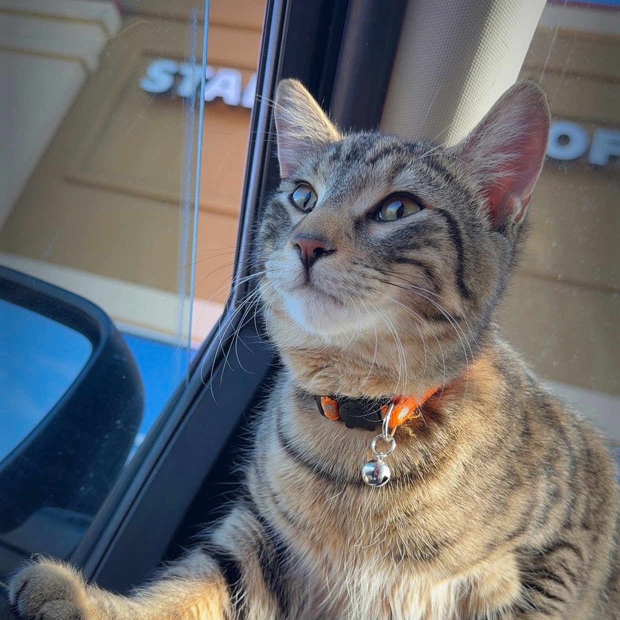 Loki joined the competition — help win amazing prizes! animal, bell, car, cat, closeup, collar, curious, cute, domestic, fur, indoor, looking_out, mammal, paw, pet, striped, sunlight, tabby, whiskers, window