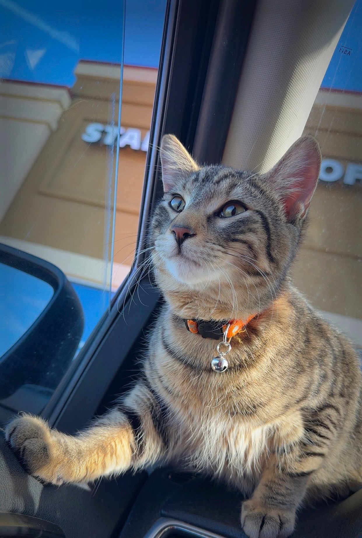 Loki joined the competition — help win amazing prizes! cat, tabby, pet, animal, indoor, car, window, collar, bell, fur, whiskers, paw, curious, looking_out, sunlight, closeup, mammal, domestic, striped, cute