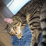 Loki joined the competition — help win amazing prizes! cat, tabby, animal, pet, feline, resting, blanket, blue, wooden, cubby, indoor, cozy, relaxed, fur, yellow_eyes, whiskers, paw, tail, window, light