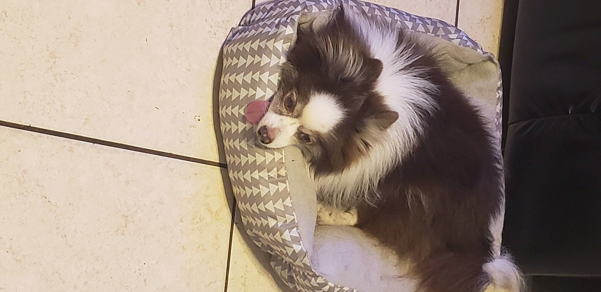 Yoshi is registered to the contest to win money with this photo: canidae, carnivore, companion_dog, dog_breed, feather, fur, pet_supply, plant, skunk, snout, tail, terrestrial_animal, tree, whiskers, wildlife