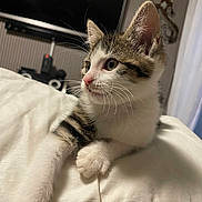 Quattro participe au concours pour gagner de l'argent avec cette photo : animal, blanket, cat, closeup, cozy, curious, cute, domestic, feline, fur, house, indoor, kitten, pet, portrait, resting, soft, whiskers, white, young