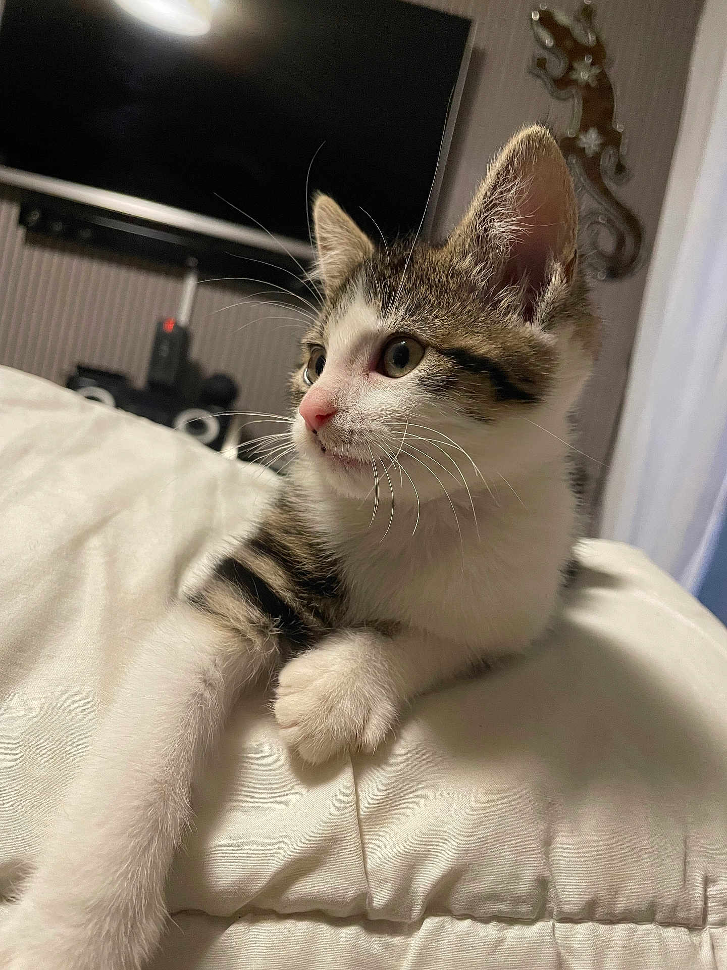 Quattro participe au concours pour gagner de l'argent avec cette photo : animal, blanket, cat, closeup, cozy, curious, cute, domestic, feline, fur, house, indoor, kitten, pet, portrait, resting, soft, whiskers, white, young