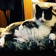 Socks is registered to the contest to win money with this photo: