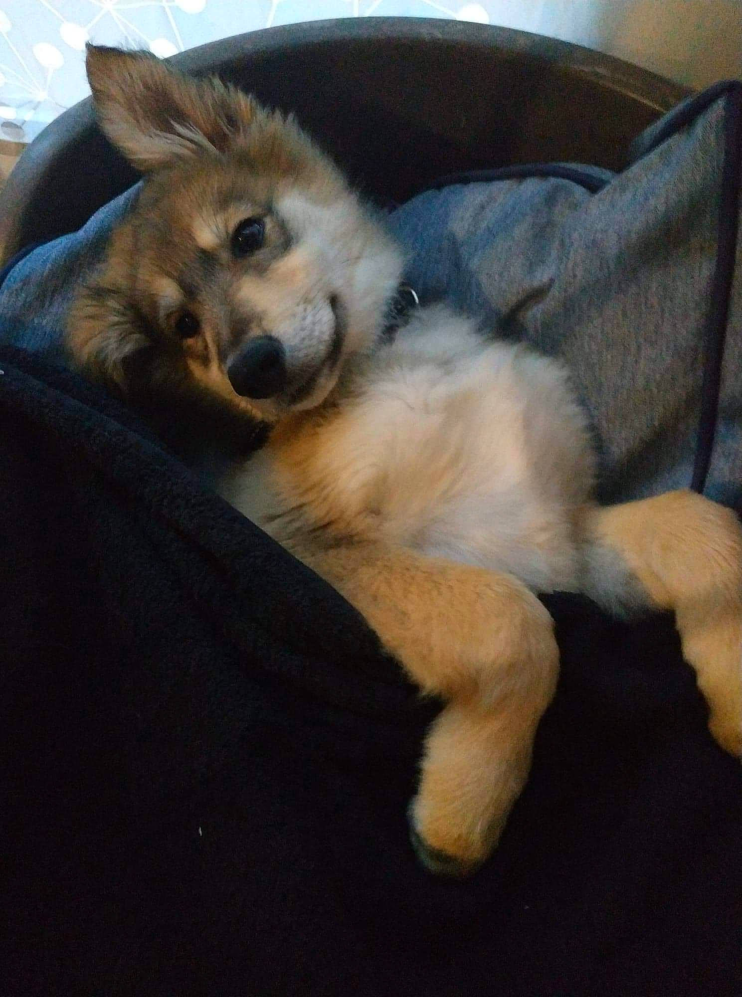 Orso participe au concours pour gagner de l'argent avec cette photo : ancient_dog_breeds, canidae, canis, carnivore, comfort, companion_dog, dog, dog_breed, fawn, fur, non_sporting_group, paw, puppy, sporting_group, tail, terrestrial_animal, whiskers, wildlife, working_dog