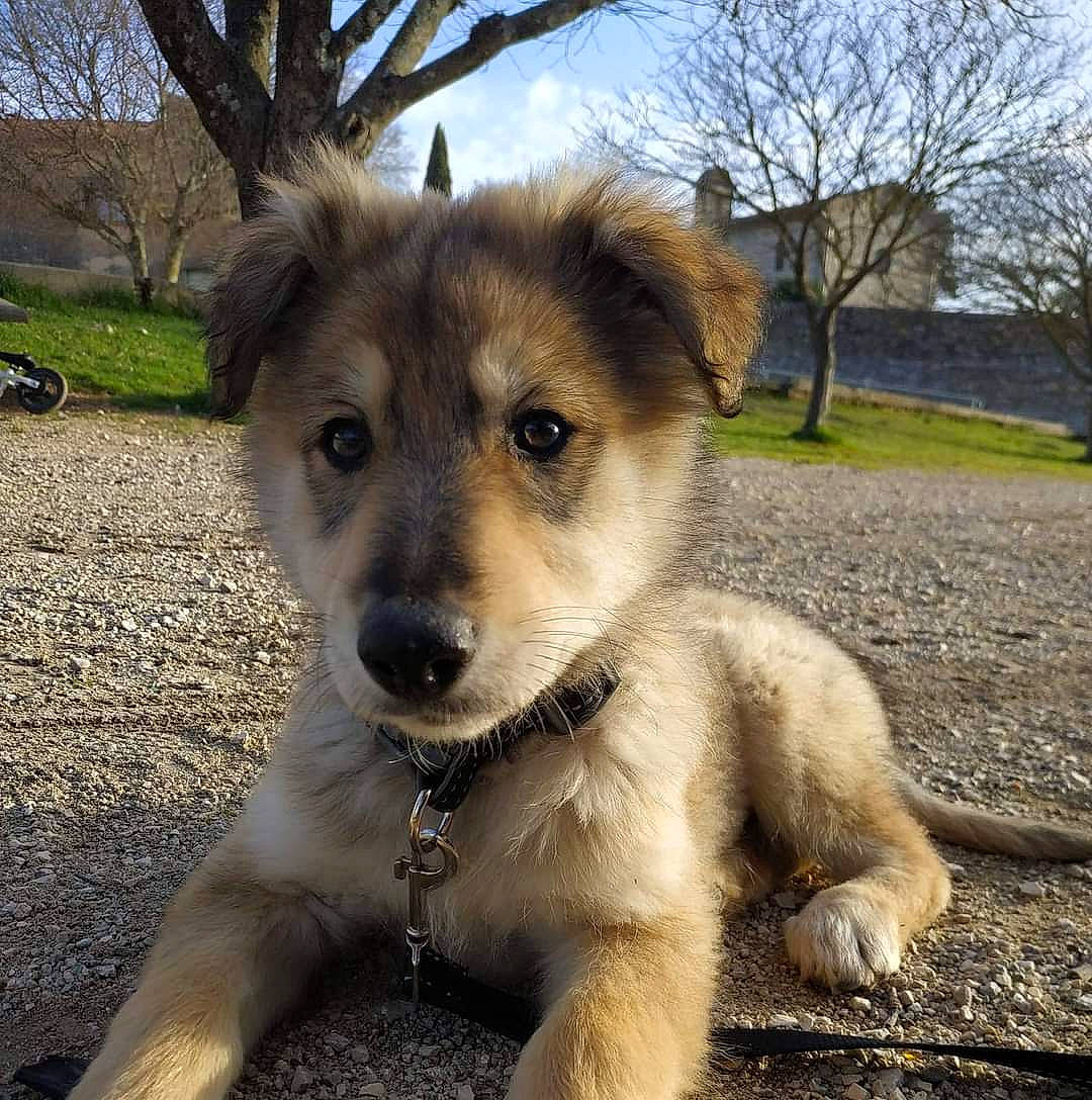 Orso participe au concours pour gagner de l'argent avec cette photo : bicycle_wheel, canidae, carnivore, companion_dog, dog, dog_breed, fawn, fur, grass, plant, sky, snout, sporting_group, street_dog, terrestrial_animal, tire, tree, whiskers, working_animal, working_dog