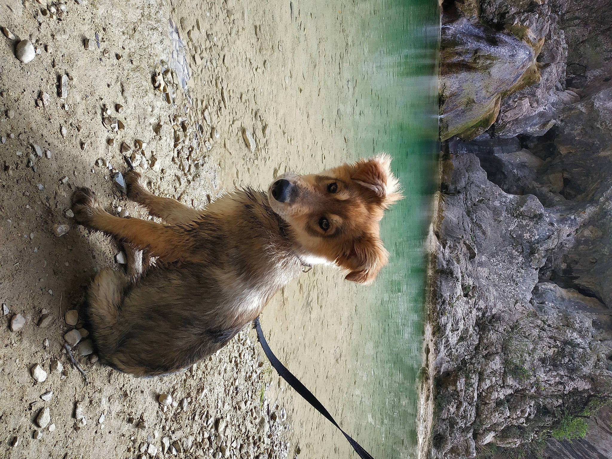 Orso a rejoint le concours — aidez-le/la à gagner de superbes lots ! carnivore, chipmunk, companion_dog, dog_breed, fawn, fur, landscape, rock, rodent, snout, soil, sporting_group, squirrel, tail, terrestrial_animal, trunk, water, whiskers, wildlife, wood