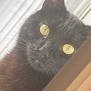 Shadow is registered to the contest to win money with this photo: black_cat, cat, yellow_eyes, close_up, pet, whiskers, fur, animal, curious, indoor, window, face, portrait, domestic_cat, looking, feline, soft_light, whiskers_visible, ears, attention