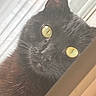 black_cat, cat, yellow_eyes, close_up, pet, whiskers, fur, animal, curious, indoor, window, face, portrait, domestic_cat, looking, feline, soft_light, whiskers_visible, ears, attention