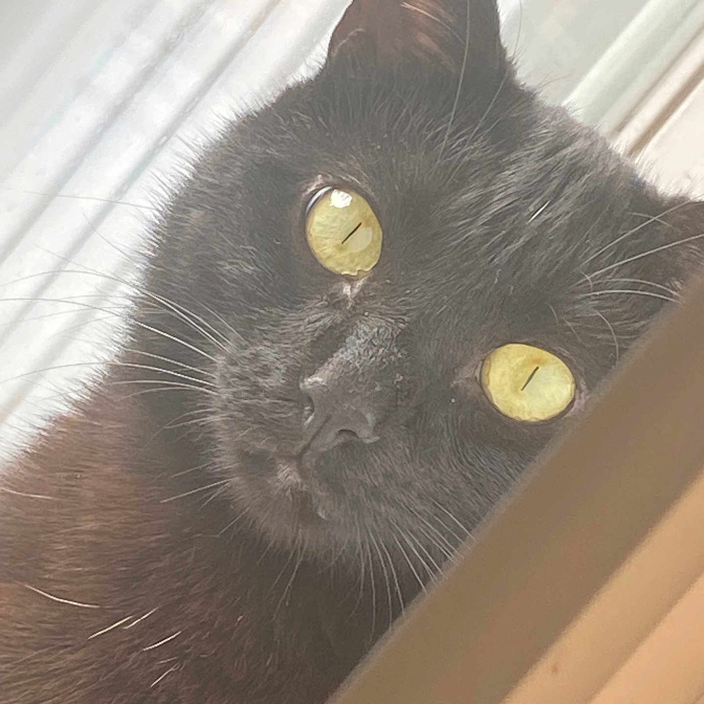 Shadow is registered to the contest to win money with this photo: black_cat, cat, yellow_eyes, close_up, pet, whiskers, fur, animal, curious, indoor, window, face, portrait, domestic_cat, looking, feline, soft_light, whiskers_visible, ears, attention