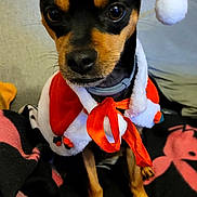Carlos a rejoint le concours — aidez-le/la à gagner de superbes lots ! dog, small_dog, santa_hat, christmas_costume, cape, black_and_tan, blanket, indoor, pet, cute, holiday, festive, animal, sitting, ears, closeup, portrait, collar, furry, companion