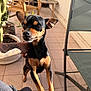 Carlos a rejoint le concours — aidez-le/la à gagner de superbes lots ! dog, small_dog, black_and_tan, pet, balcony, tattoo, cactus, outdoor, sunlight, tile_floor, chair, table, furniture, paw, ear, snout, person_hand, leisure, cute, animal