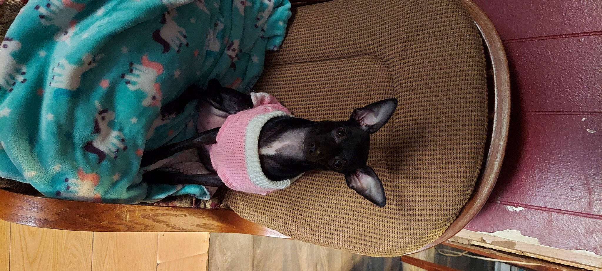 Leah joined the competition — help win amazing prizes! carmine, carnivore, collar, comfort, companion_dog, dog, dog_breed, dog_collar, fashion_accessory, fawn, personal_protective_equipment, pet_supply, sleeve, snout, toy_dog, working_animal