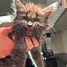animal, cat, close_up, cute, ears, expression, feline, fur, gray_fur, hand, holding, house, indoor, kitten, mouth_open, person, pet, teeth, whiskers, young