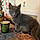 Binx