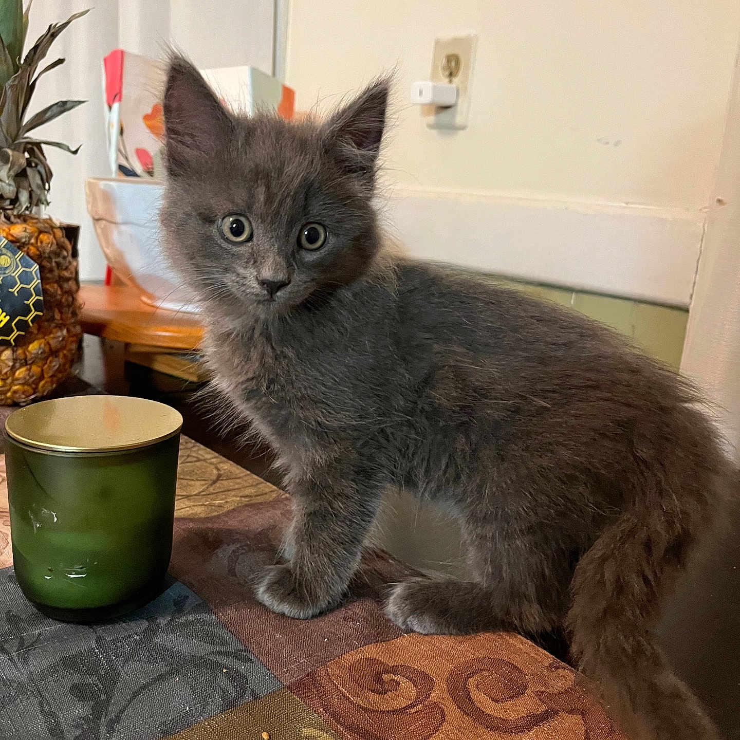 Binx is registered to the contest to win money with this photo: background, candle_holder, cat, curious, domestic_animal, ears, eyes, fur, furniture, gray_cat, houseplant, indoor, kitten, lighting, pet, pineapple, table, tablecloth, whiskers, young_animal